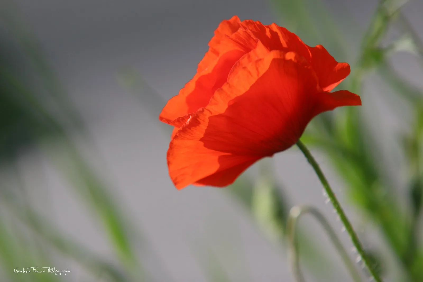 COQUELICOT (Sur plexiglass 40x60cm)