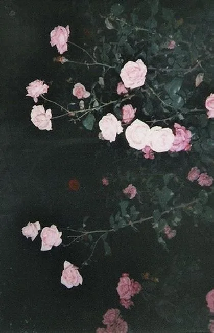 Bannière de La Rosa Noire