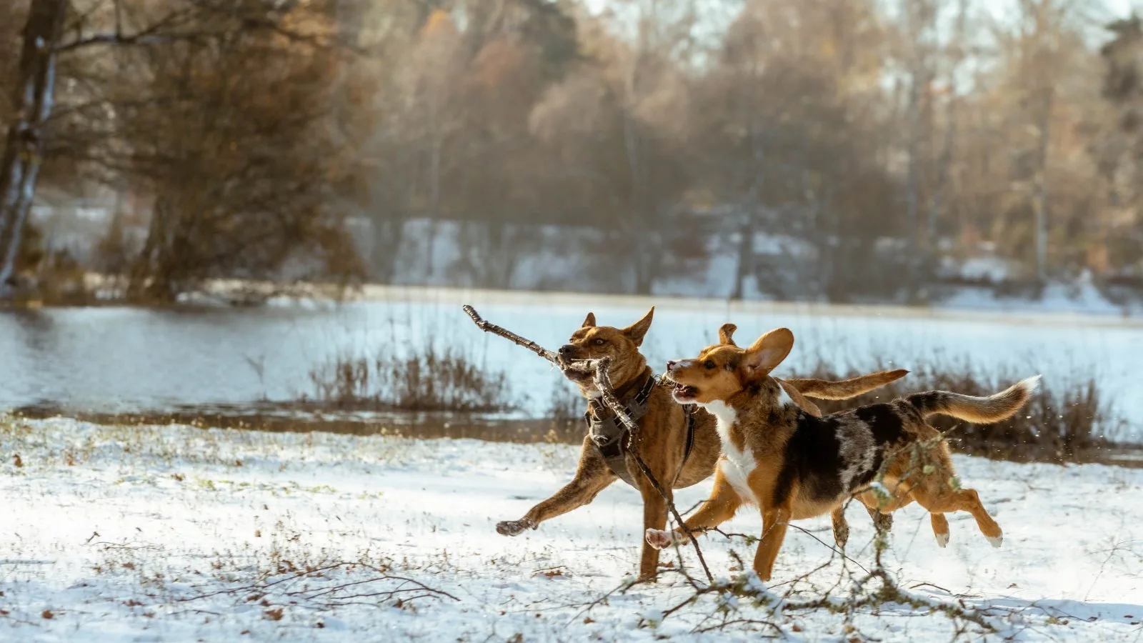 Séance photo en pleine nature avec votre chien